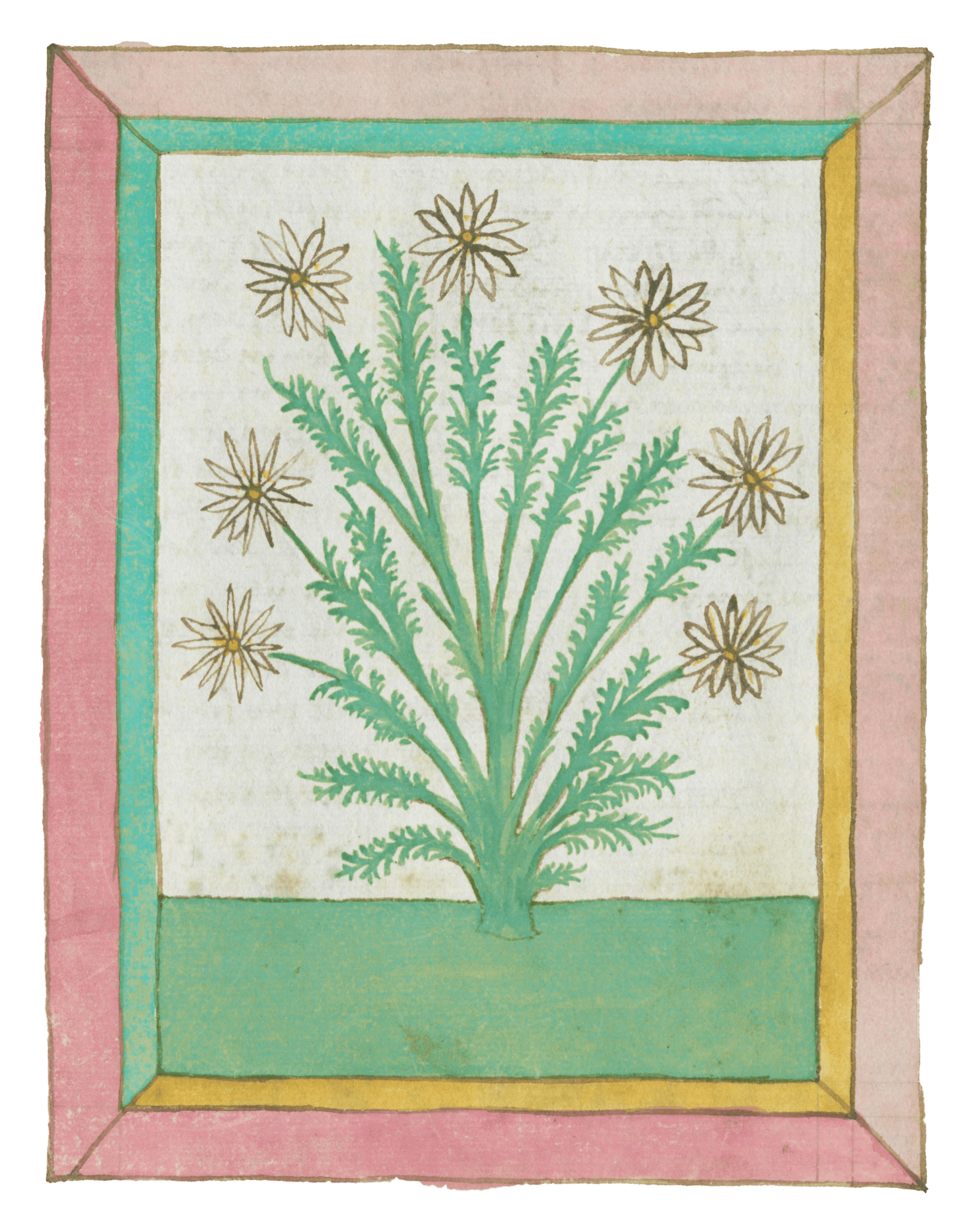 Petite Edith chamomile illustration